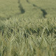 Wheat Field in Wind Daytime 2 - VideoHive Item for Sale