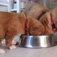 Feeding Of Three Hungry Puppies - VideoHive Item for Sale