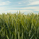 Wheat Field in Wind Daytime 3 - VideoHive Item for Sale