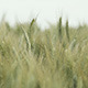 Wheat Field in Wind Daytime Macro 1 - VideoHive Item for Sale