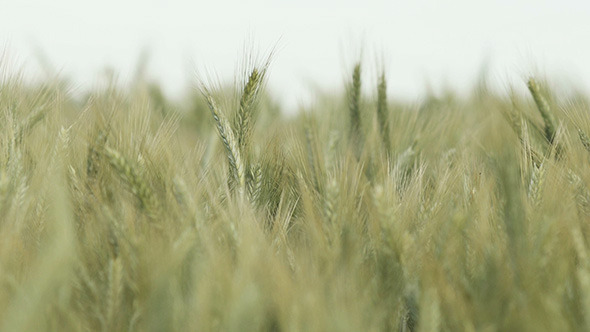 Wheat Field in Wind Daytime Macro 1