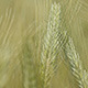 Wheat Field in Wind Daytime Macro 2 - VideoHive Item for Sale