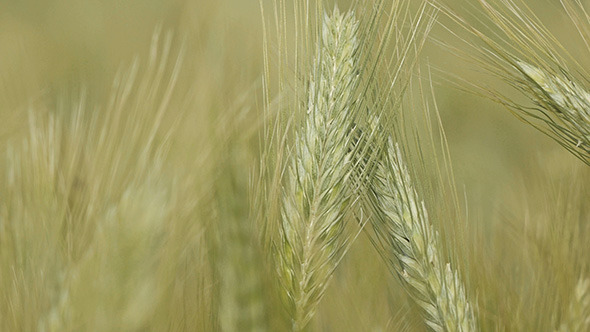 Wheat Field in Wind Daytime Macro 2