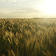 Wheat Field Panning At Sunset 2 - VideoHive Item for Sale