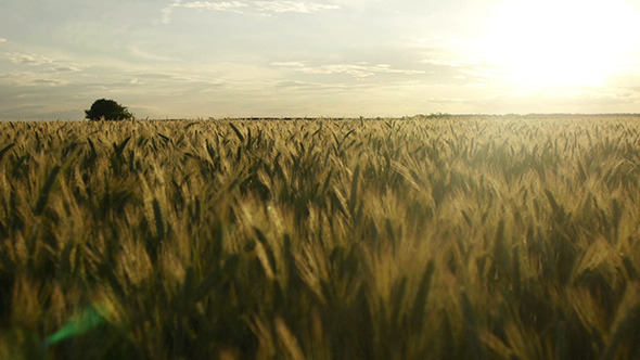 Wheat Field Panning At Sunset 2