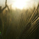 Wheat Field Panning At Sunset 3 - VideoHive Item for Sale