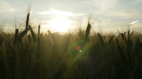 Wheat Field Panning At Sunset 4
