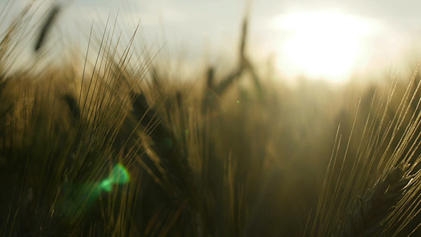 Wheat Field Panning At Sunset Macro