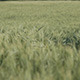 Wheat Field Panning in Wind Daytime - VideoHive Item for Sale