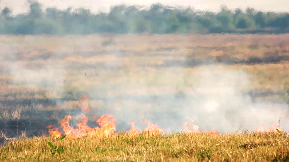 Dry Grass on Fire