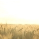 Wheat Field Panning - VideoHive Item for Sale