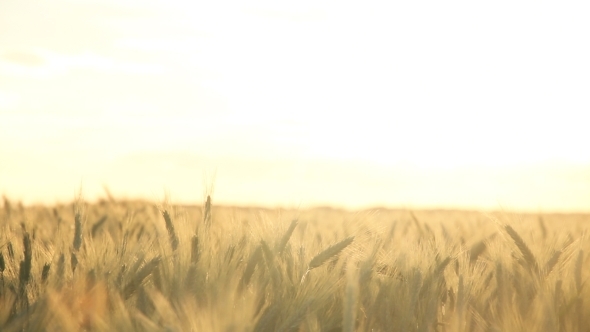 Wheat Field Panning