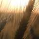 Wheat in Sun Close-up - VideoHive Item for Sale