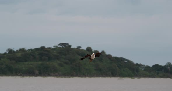 African Fish-Eagle, haliaeetus vocifer, Adult in flight, Fish in Claws, Fishing at Baringo Lake