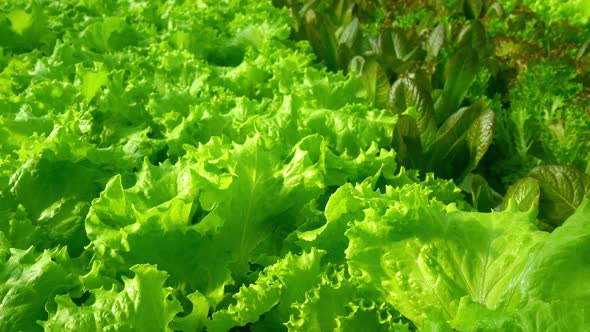 Grow Lettuce Closeup in the Greenhouse