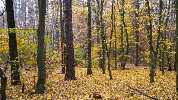 Carpet of Yellow Leaves in Autumn Forest Background Motion Cam