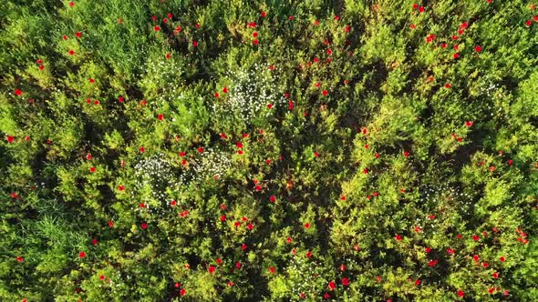 Flora. Green meadow with red poppies, top view. Outside the city life