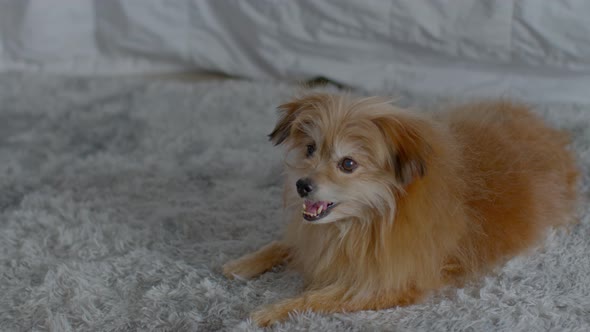 Happy Healthy Senior dog smile lying on carpet relax and comfortable at cozy home