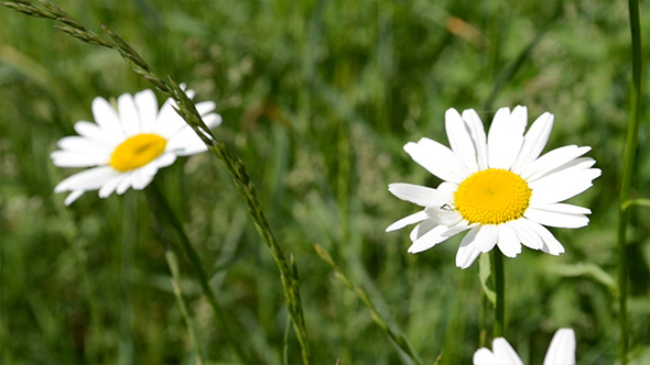 Two Daisies in Grass Field