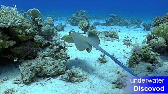 Blue Spotted Stingray Under the Coral Reef