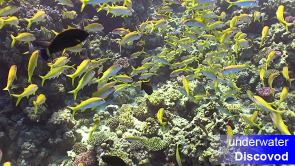 Shoal of Yellow Fish on Coral Reef 3