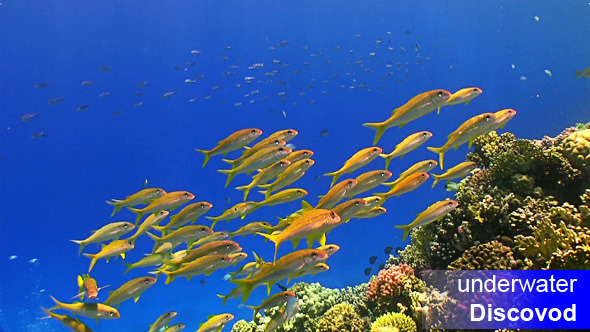 Shoal of Yellow Fish on Coral Reef 9