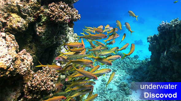 Shoal of Yellow Fish on Coral Reef 8