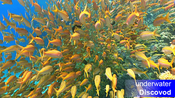 Shoal of Yellow Fish on Coral Reef 7