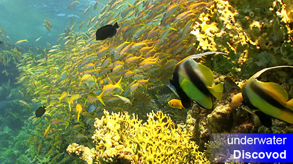 Shoal of Yellow Fish on Coral Reef 5