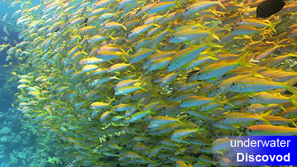 Shoal of Yellow Fish on Coral Reef 10