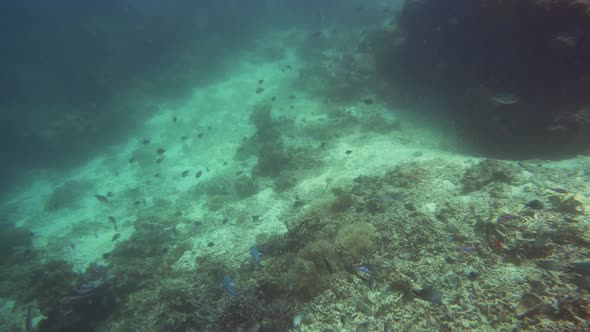 The Underwater World of a Coral Reef