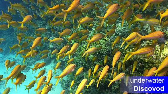 Shoal of Yellow Fish on Coral Reef 11