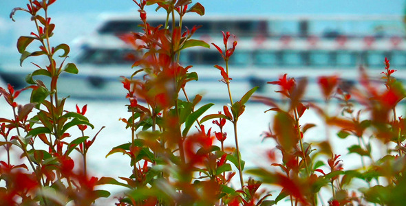 Flowers and Ferryboat