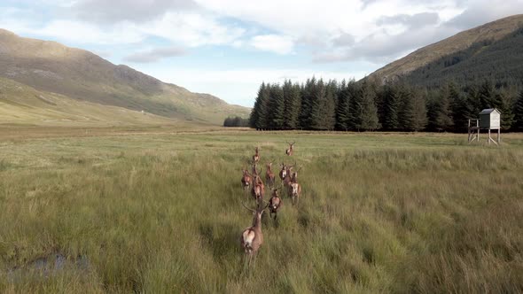 Red Deer In The Scottish Highlands Surrounded By Beautiful Landscape