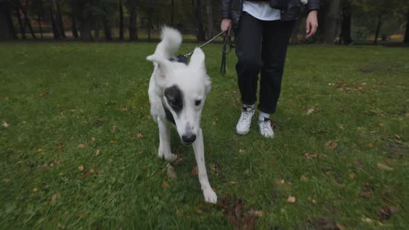 Close Up of Female Owner Walking at Park with White Dog