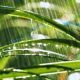 Light Rain in Nature