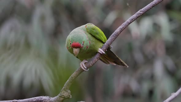 Cute green and red Mitred Parakeet Parrots sitting on branch and flying away - slow motion