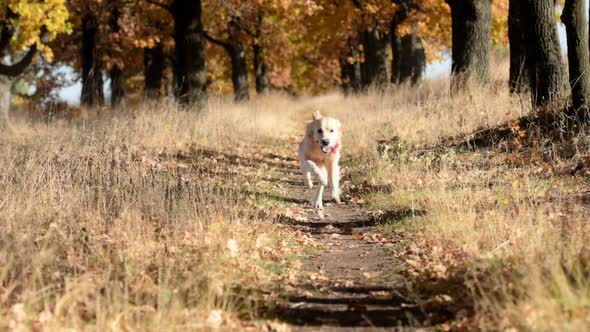 Golden Retriever Dog in the Field