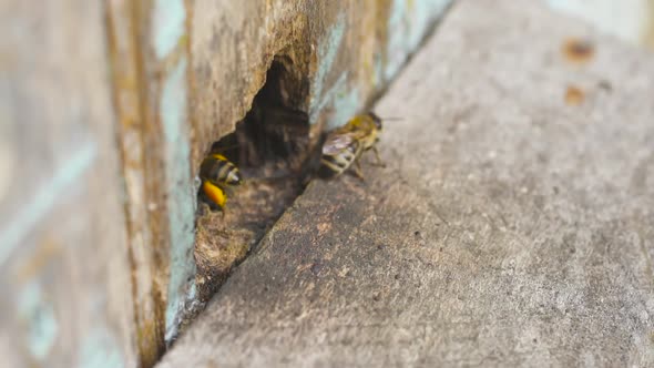 A Honey Bee Carries Collected Pollen Into Its Wooden Hive on Its Feet. Waving Wings.