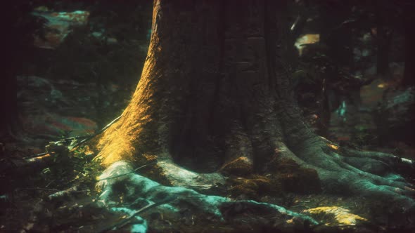 Old Trees with Lichen and Moss in Green Forest