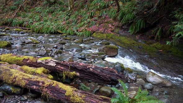 West Coast Mossy Creek in Slow Motion