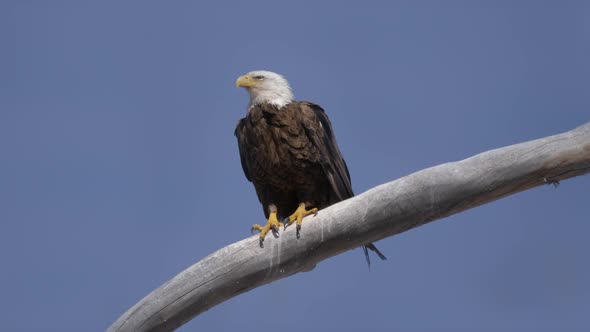 Bald Eagle Perched and Looking Around