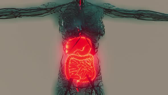 Transparent Human Body with Visible Digestive System