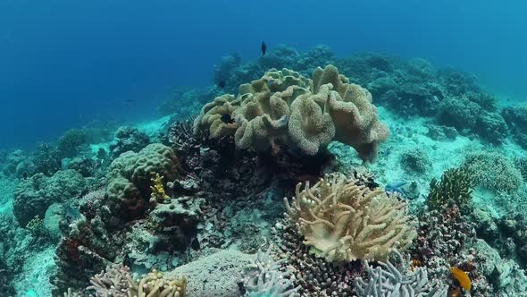 Coral Reef and Tropical Fish Underwater. Bohol, Panglao, Philippines.