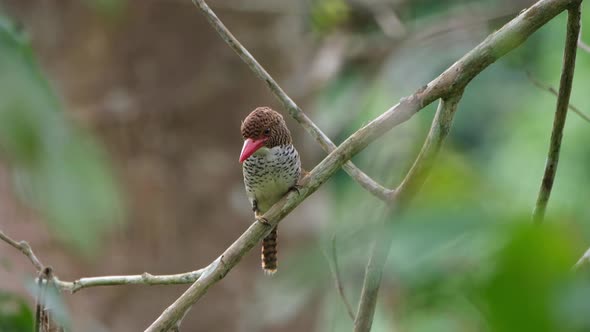 Looking down while moving its crown then flies away towards the left, Banded Kingfisher Lacedo pulch