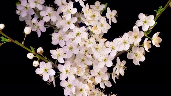 Cherry Blossom. White Flowers Opening on the Branches Cherry Tree.