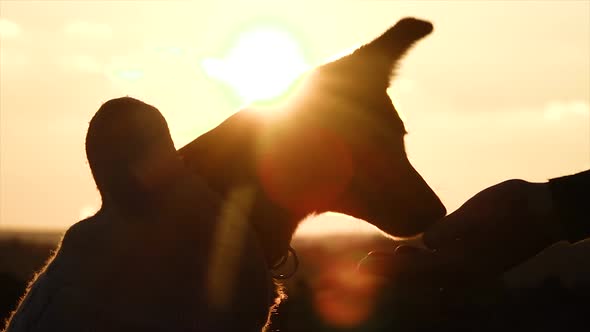 Slow motion of a small dog. Cute puppy practicing at sunset