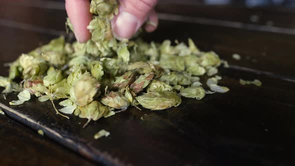 Caucasian Male Hand Picks up Dried Hops from Table Slow Motion