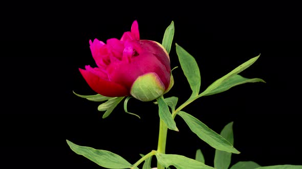 Time Lapse of Opening Beautiful Red Peony Flowers