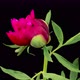 Time Lapse of Opening Beautiful Red Peony Flowers - VideoHive Item for Sale